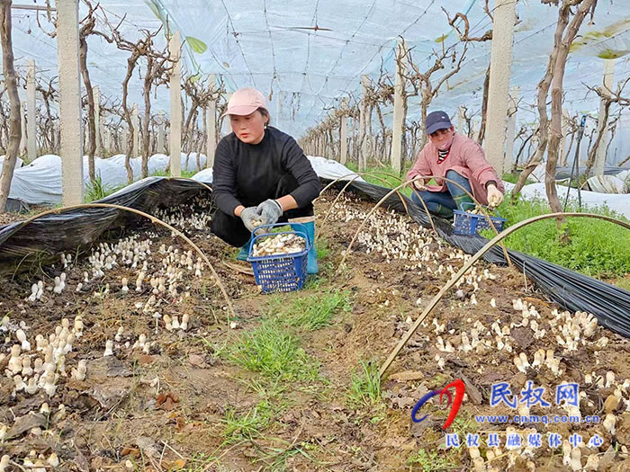 小菌菇 大能量——林下种植菌菇，助推乡村振兴